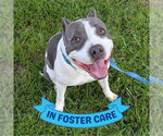 Small #6 American Staffordshire Terrier Mix