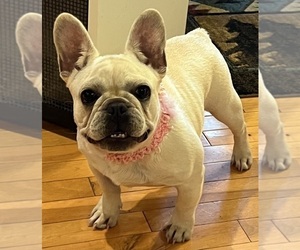 French Bulldog Puppy for Sale in BOLIVAR, Missouri USA