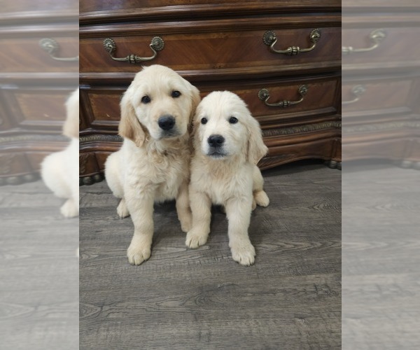 Medium Photo #7 Golden Retriever Puppy For Sale in ELVERTA, CA, USA