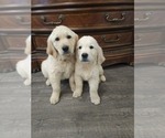 Small #6 Golden Retriever