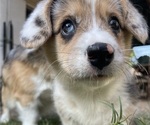 Small Photo #5 American Corgi Puppy For Sale in COLLEGE STATION, TX, USA