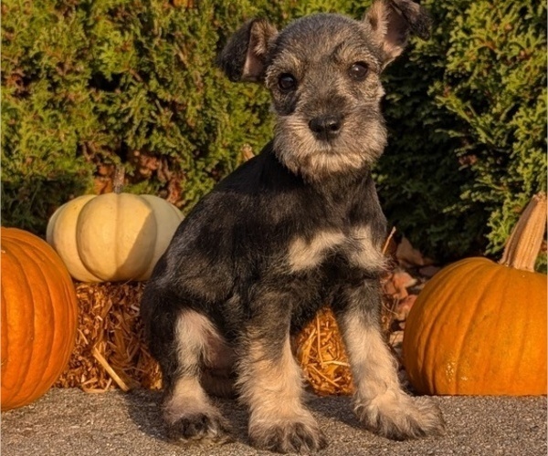 Medium Photo #44 Schnauzer (Miniature) Puppy For Sale in GOSHEN, IN, USA
