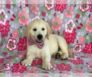 English Cream Golden Retriever Puppy for sale in LANCASTER, PA, USA
