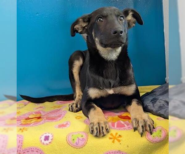 Medium Photo #1 German Shepherd Dog Puppy For Sale in San Martin, CA, USA