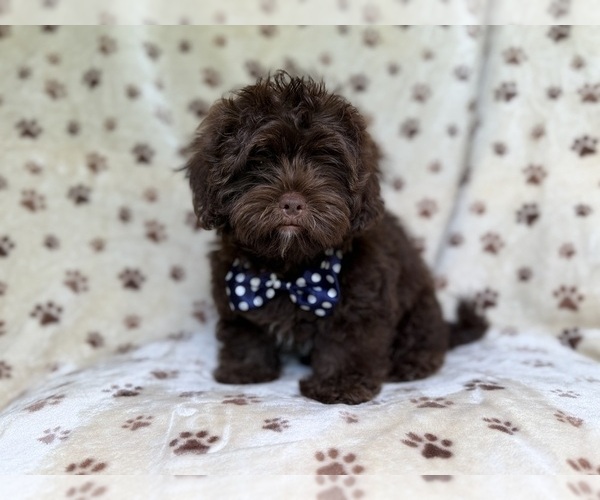 Medium Photo #10 ShihPoo Puppy For Sale in LAKELAND, FL, USA