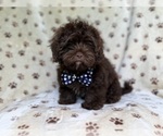 Small #9 ShihPoo