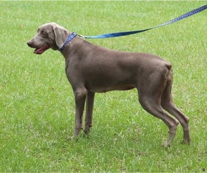 Weimaraner Dog for Adoption in LIVE OAK, Florida USA