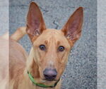 Small #4 Basenji-Ibizan Hound Mix
