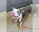 Small #8 American Pit Bull Terrier Mix