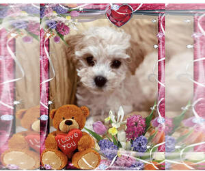 Cavapoo Puppy for Sale in MOUNT CLEMENS, Michigan USA