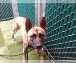 Small American Pit Bull Terrier-German Shepherd Dog Mix