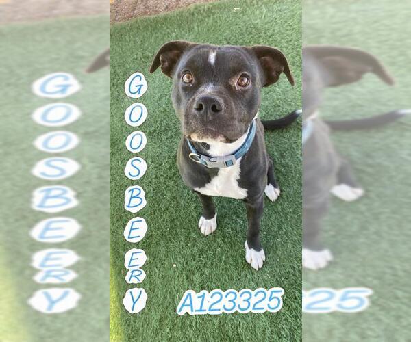 Medium Photo #1 Mutt Puppy For Sale in HESPERIA, CA, USA