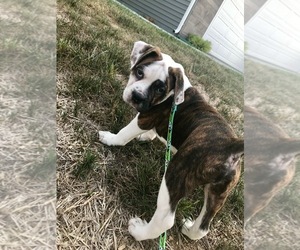 Boston Terrier-English Bulldog Mix Puppy for sale in MARTINSBURG, WV, USA