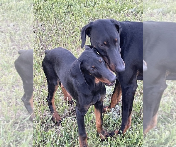 Medium Photo #3 Doberman Pinscher Puppy For Sale in PEYTON, CO, USA