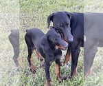 Small #2 Doberman Pinscher
