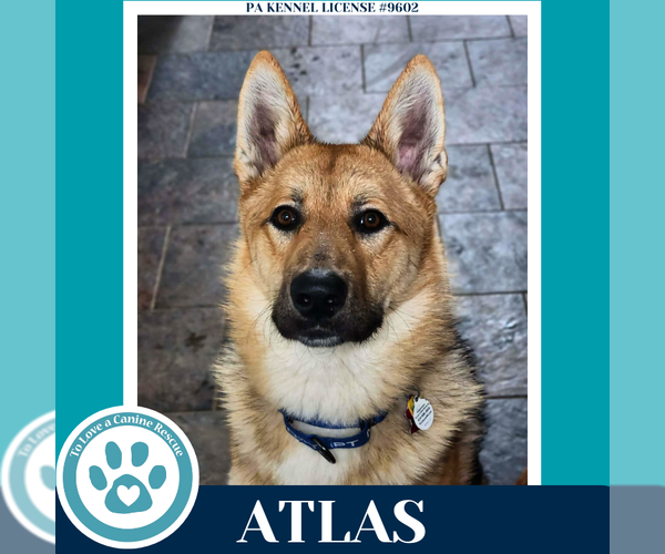 Medium Photo #4 German Shepherd Dog Puppy For Sale in Kimberton, PA, USA