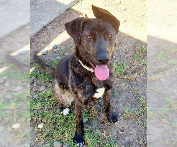 Medium Photo #1 Labrador Retriever-Unknown Mix Puppy For Sale in Sacramento, CA, USA