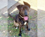 Small Labrador Retriever Mix