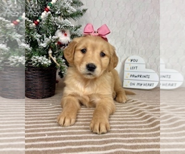 Medium Photo #4 Golden Retriever Puppy For Sale in GREENFIELD, IN, USA