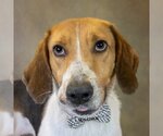 Small Photo #2 Treeing Walker Coonhound Puppy For Sale in Hot Springs Village, AR, USA