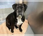 Small Boxer
