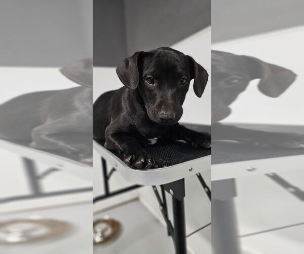Medium Photo #2 Mutt Puppy For Sale in Studio City, CA, USA