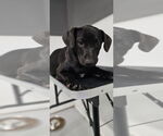 Small #1 Mutt