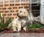 Small Photo #12 English Cream Golden Retriever Puppy For Sale in ORRVILLE, OH, USA