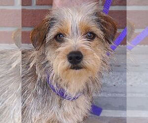 Cairn Terrier-Unknown Mix Dogs for adoption in Carrollton, TX, USA