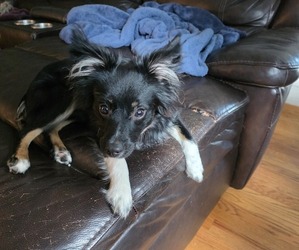 Miniature American Shepherd Puppy for sale in MISHAWAKA, IN, USA