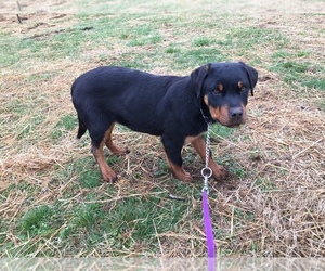 Rottweiler Puppy for sale in SNEEDVILLE, TN, USA