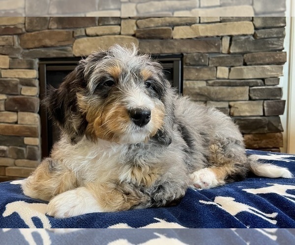 Medium Photo #2 Bernedoodle Puppy For Sale in NOBLESVILLE, IN, USA