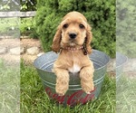 Small #1 Cocker Spaniel