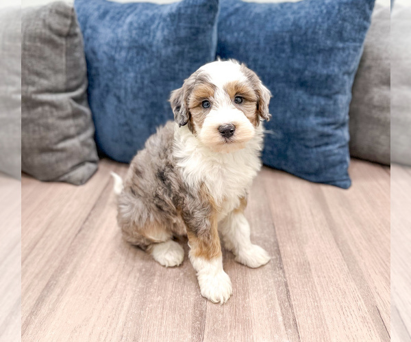 Medium Photo #15 Sheepadoodle Puppy For Sale in MILLERSBURG, OH, USA
