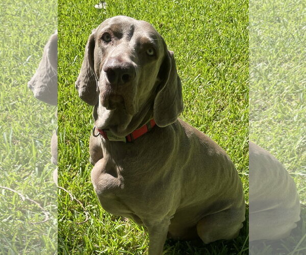 Medium Photo #1 Weimaraner Puppy For Sale in Fort Worth, TX, USA