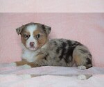 Small Photo #3 Australian Shepherd Puppy For Sale in FREDERICKSBG, OH, USA