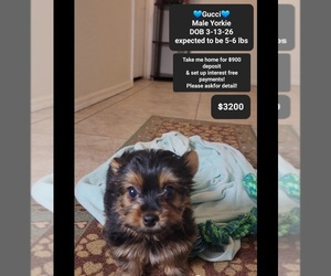 Yorkshire Terrier Puppy for sale in TUCSON, AZ, USA