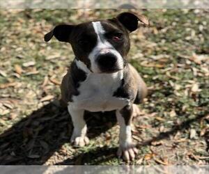 Boxer-Unknown Mix Dogs for adoption in Texas City, TX, USA