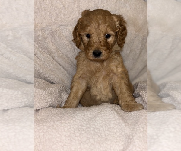 Medium Photo #5 Goldendoodle Puppy For Sale in OAKLAND GARDENS, NY, USA