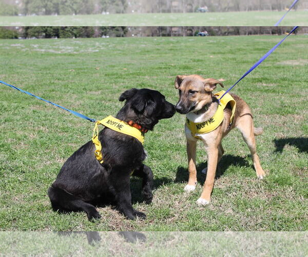Medium Photo #4 Border Collie-Unknown Mix Puppy For Sale in Munford, TN, USA