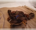 Small Photo #2 Rhodesian Ridgeback Puppy For Sale in FORT MYERS, FL, USA