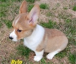 Small Photo #9 Pembroke Welsh Corgi Puppy For Sale in BEULAVILLE, NC, USA