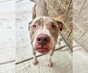 Unknown-Weimaraner Mix Dogs for adoption in Tulsa, OK, USA