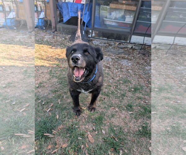 Medium Photo #2 Border Collie Puppy For Sale in Denton, TX, USA