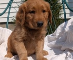 Small #7 Golden Retriever