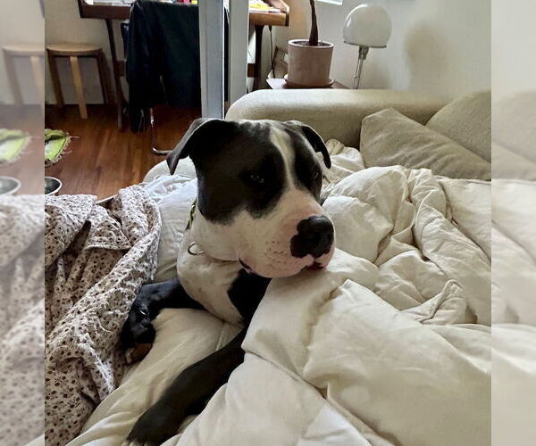 Medium Photo #3 American Staffordshire Terrier-Unknown Mix Puppy For Sale in San Juan Capistrano, CA, USA