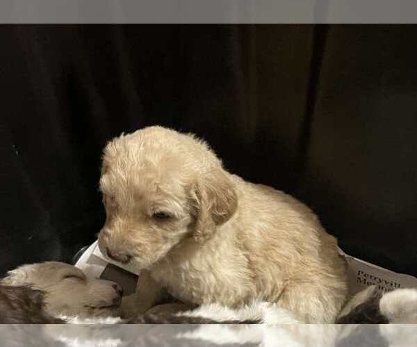 Medium Photo #2 Goldendoodle Puppy For Sale in ELLISGROVE, IL, USA