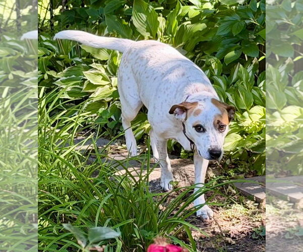Medium Photo #30 Mutt Puppy For Sale in Boonton, NJ, USA