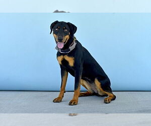 Mutt Dogs for adoption in Pasadena, CA, USA
