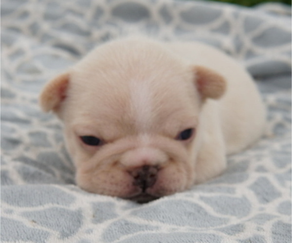 Medium Photo #5 French Bulldog Puppy For Sale in HOBART, IN, USA